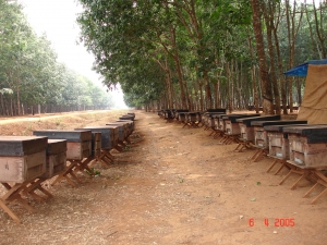Hình ảnh trại ong Đắk Nguyên Hồng